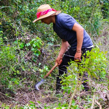 Limpiando terreno para plantación de Capomo